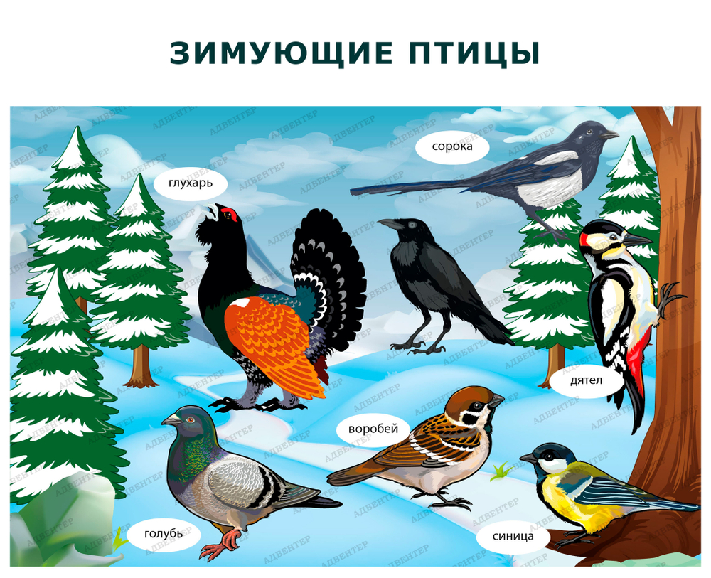 Комплект развивающий Природа: Зимующие птицы 2176