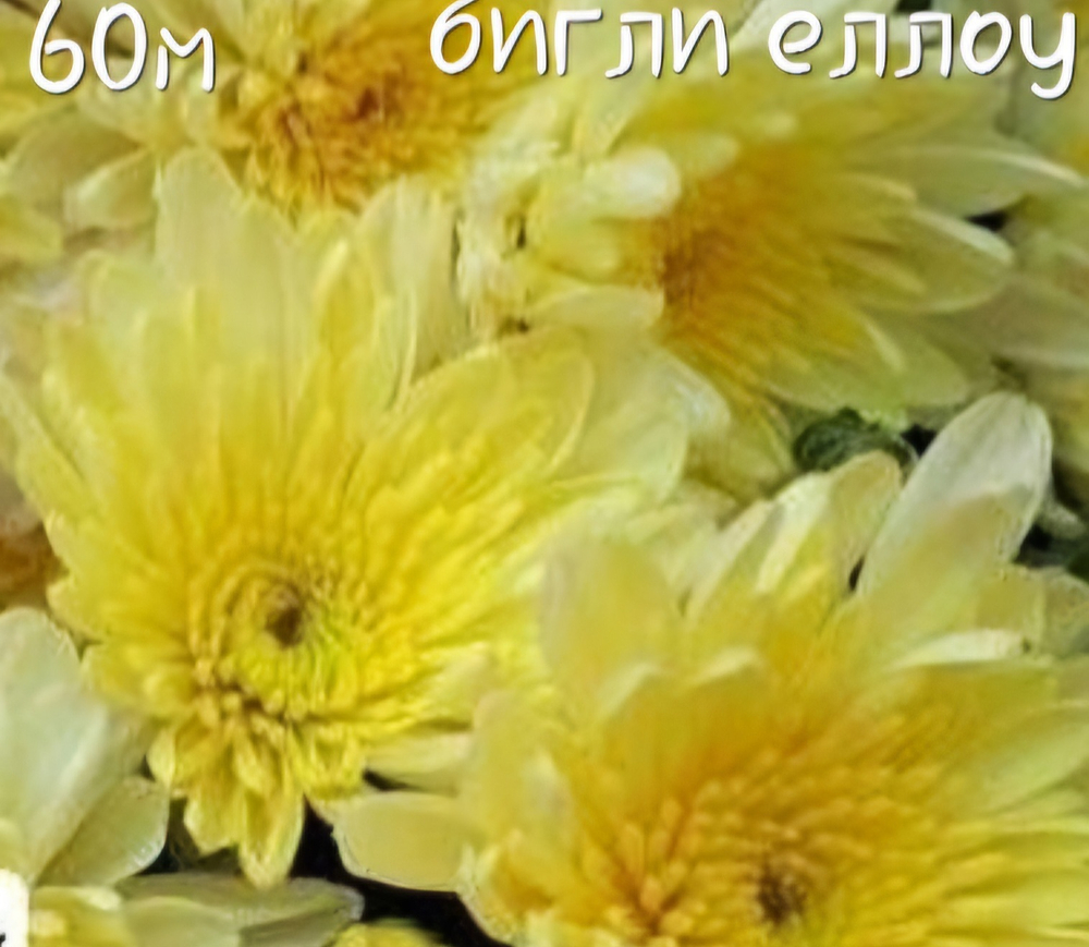 САЖЕНЦЫ ХРИЗАНТЕМЫ МУЛЬТИФЛОРА БИГЛИ ЕЛЛОУ №60