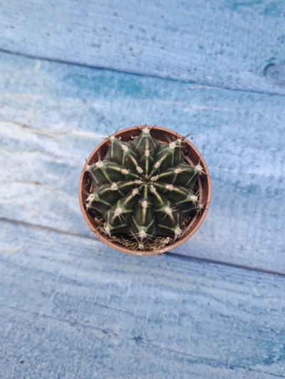 Gymnocalycium Friedrichii (Гимнокалициум)