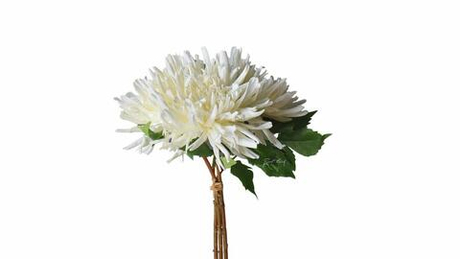 Букет Махровых хризантем из 3 шт - Белый