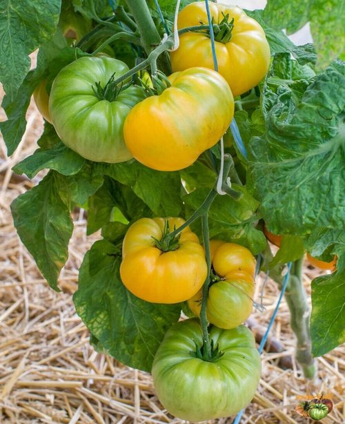 Гном Совершенная Гармония / Dwarf Perfect Harmony