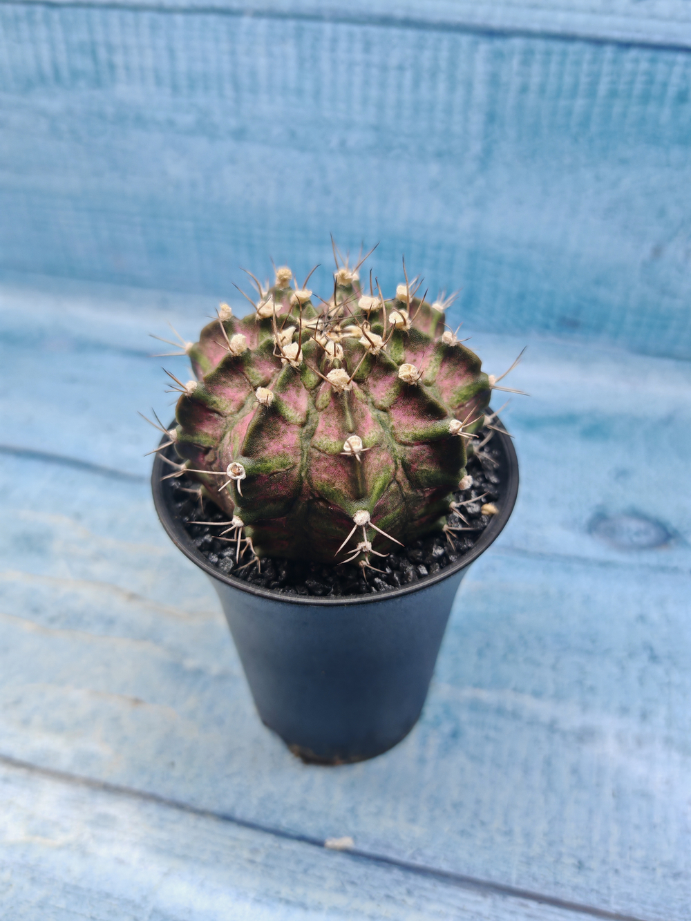 Gymnocalycium T-Rex Pink hybride (Гимнокалициум T-rex)
