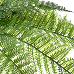 Папоротник многорядник куст 72 см.