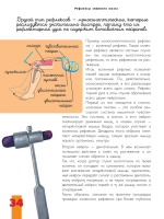 Мозг и нервная система
