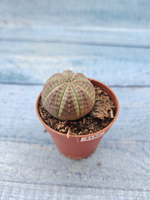 Euphoria Obesa (Эуфорбия)