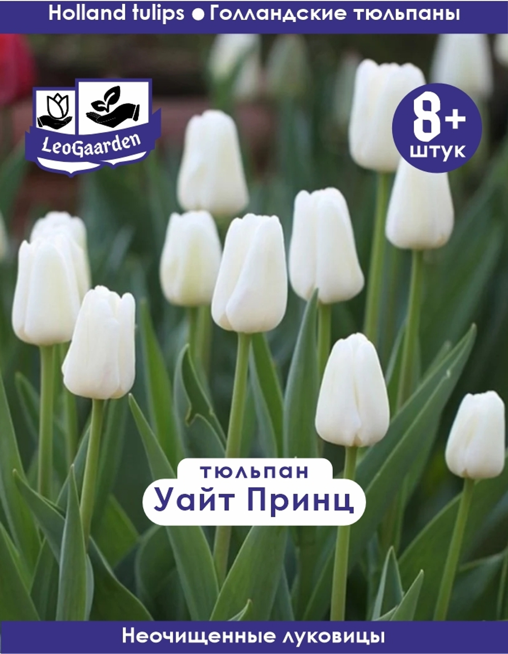 Тюльпан Луковица, Уайт Принц 8+ шт