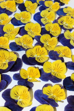 Съедобные цветы виолы обезвоженные «Кошачьи глаза» (фиалки), 20 шт