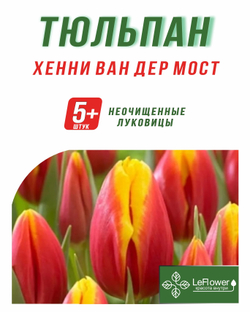 Тюльпан Луковица, Хенни Ван Дер Мост, 5+ шт