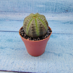 Euphoria Obesa (Эуфорбия)