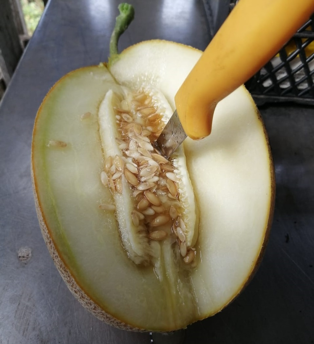 Самит F1 семена дыни (Seminis / Семинис)