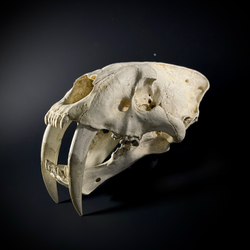 Smilodon