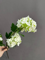 Калина белая (h71 см)