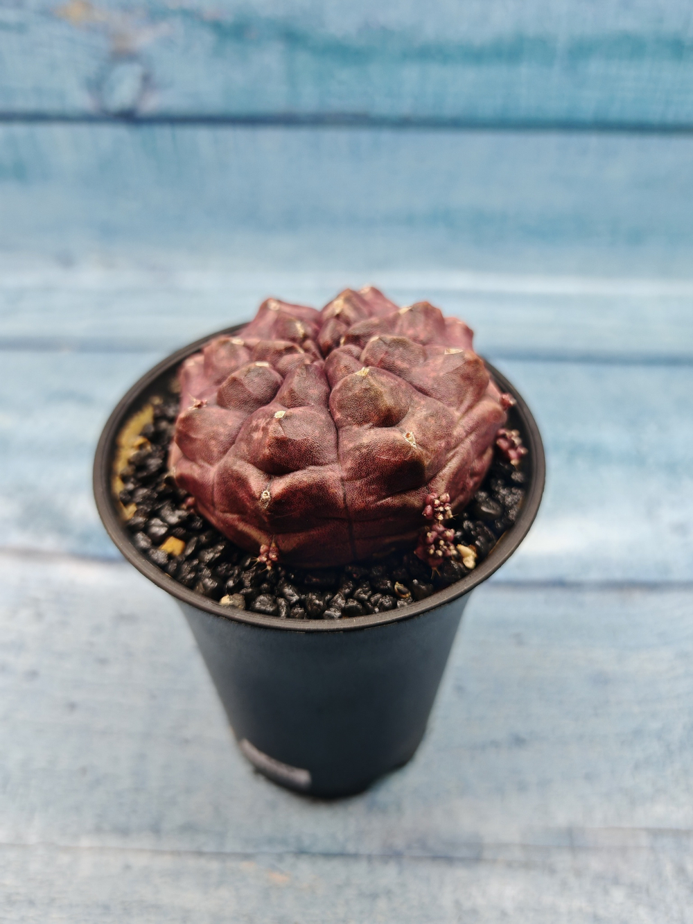 Gymnocalycium Daydream (Гимнокалициум)