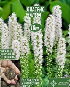 Лиатрис