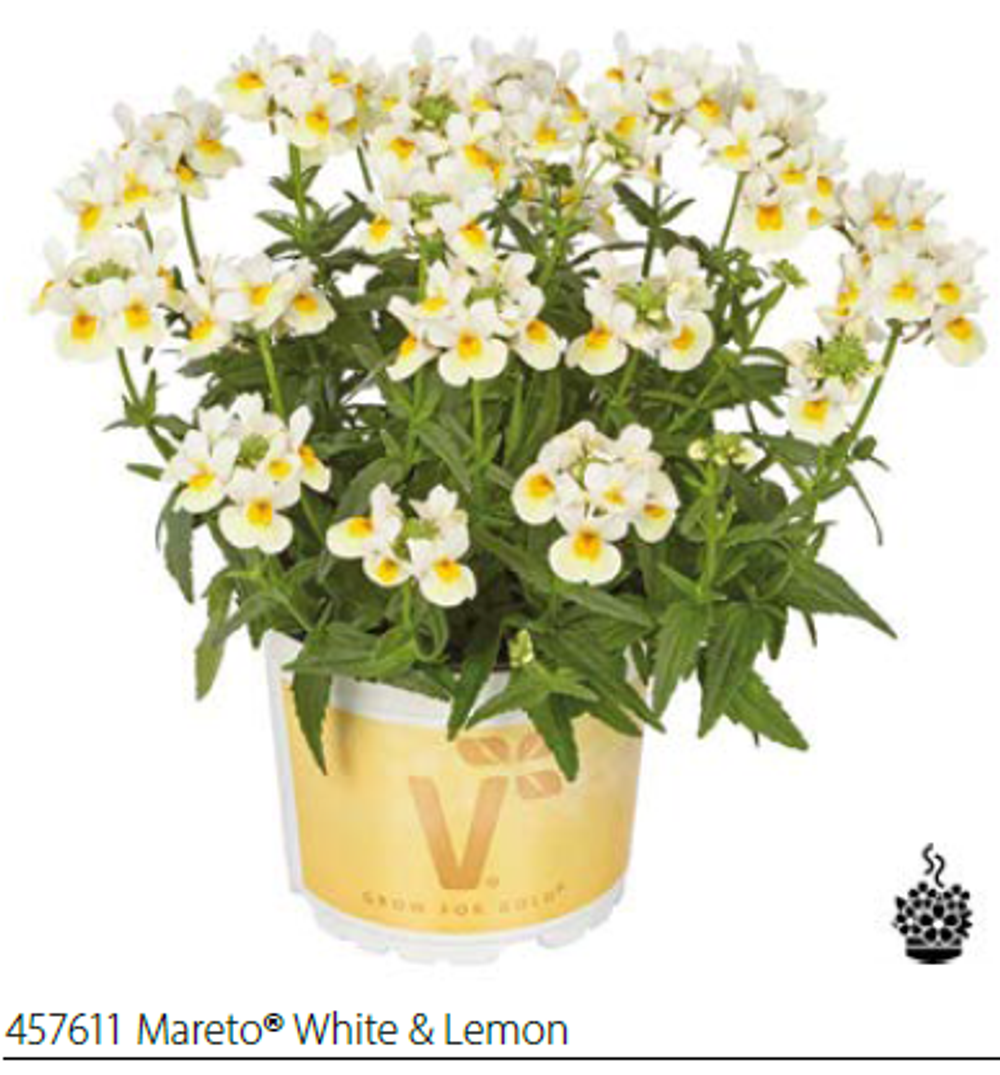 Немезия Mareto White Lemon укорененный черенок ОКС конец ноября