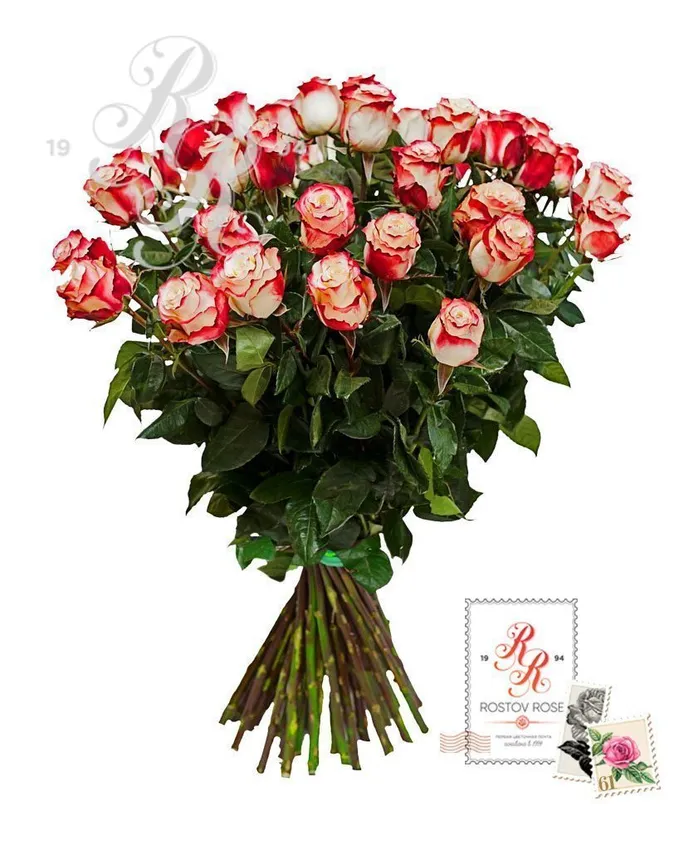 Букет 21 бело-красная роза (Эквадор)