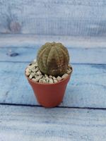 Euphoria Obesa (Эуфорбия)
