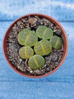 Lithops sp. (Литопсы)