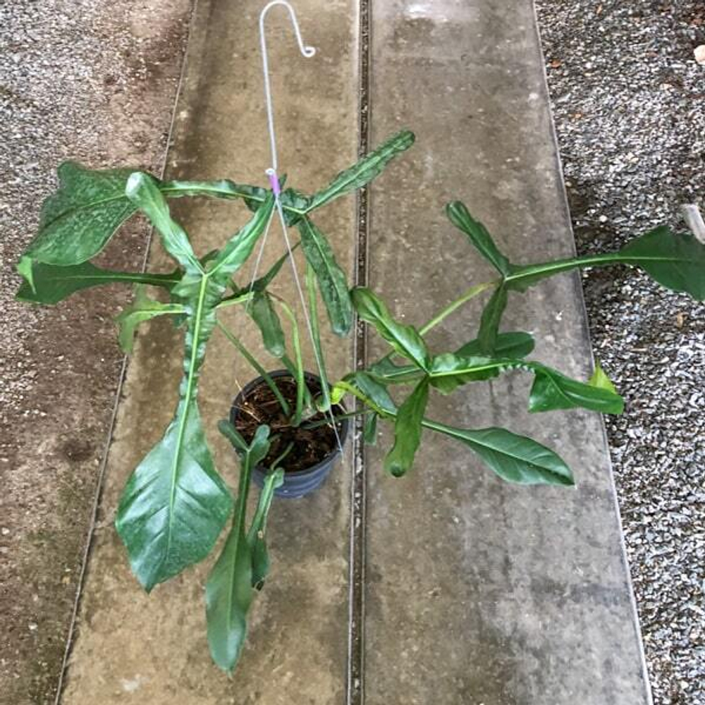 Филодендрон JOEPPI