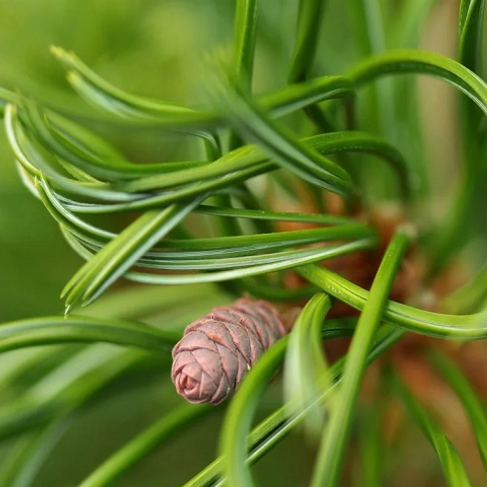 Сосна веймутова Грин Твист