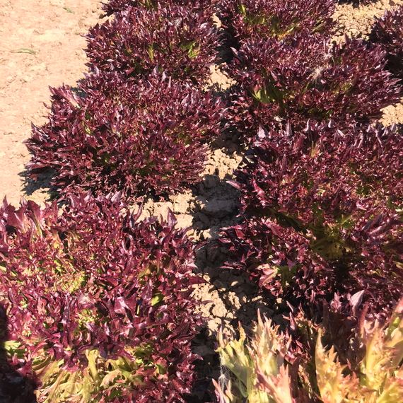 ТРИПЛЕКС семена салата Rijk Zwaan характеристика – фото 6