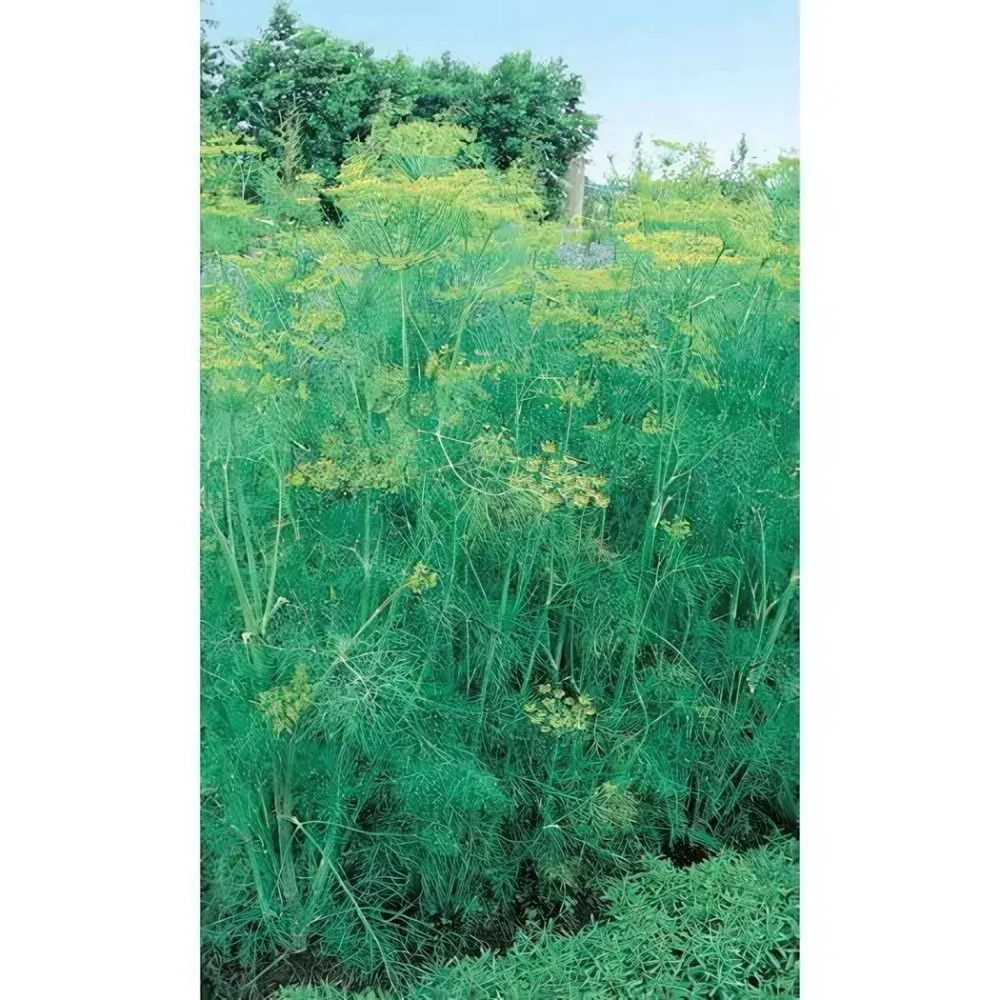 Семена Укроп Грибовский (Марс) Б/П