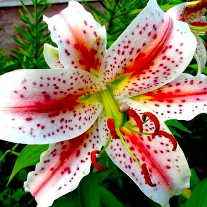 Лилия Эксельсиор Восточные гибриды 1шт