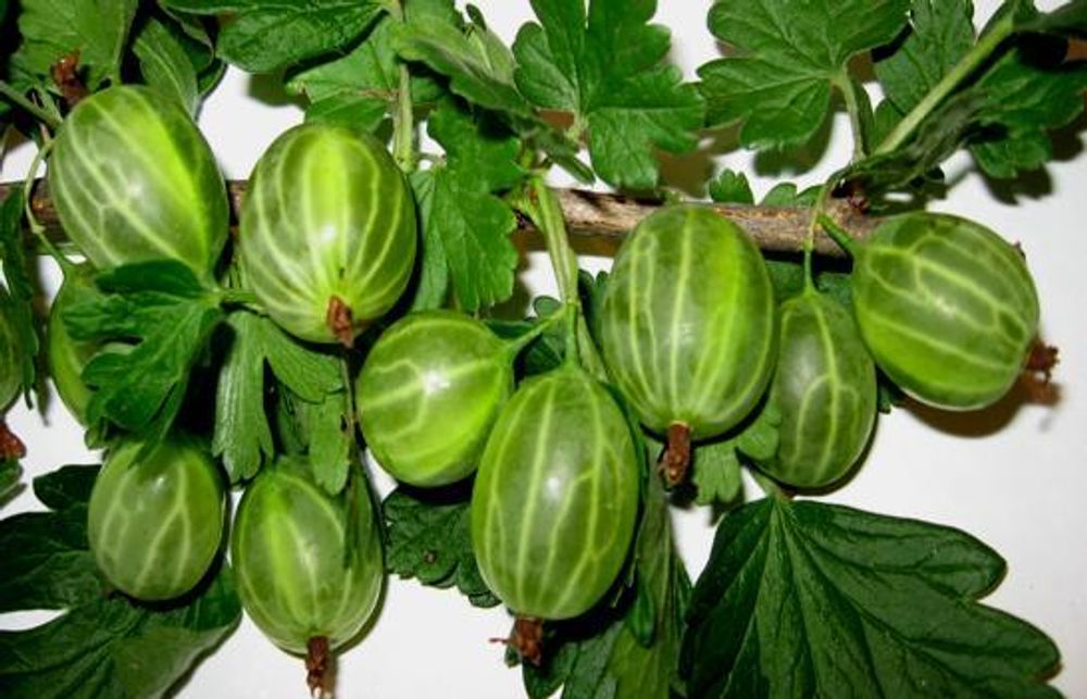 Крыжовник Малахит (ОКС)