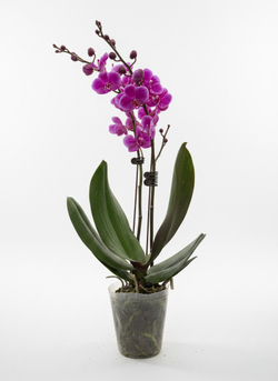 Фаленопсис розовый д.9