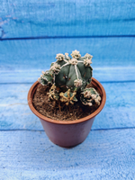 Astrophytum Myriostigma "Hakujo Fukuryu" (Астрофитум)