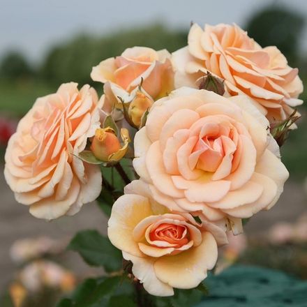 Свит Хани (Sweet Honey)