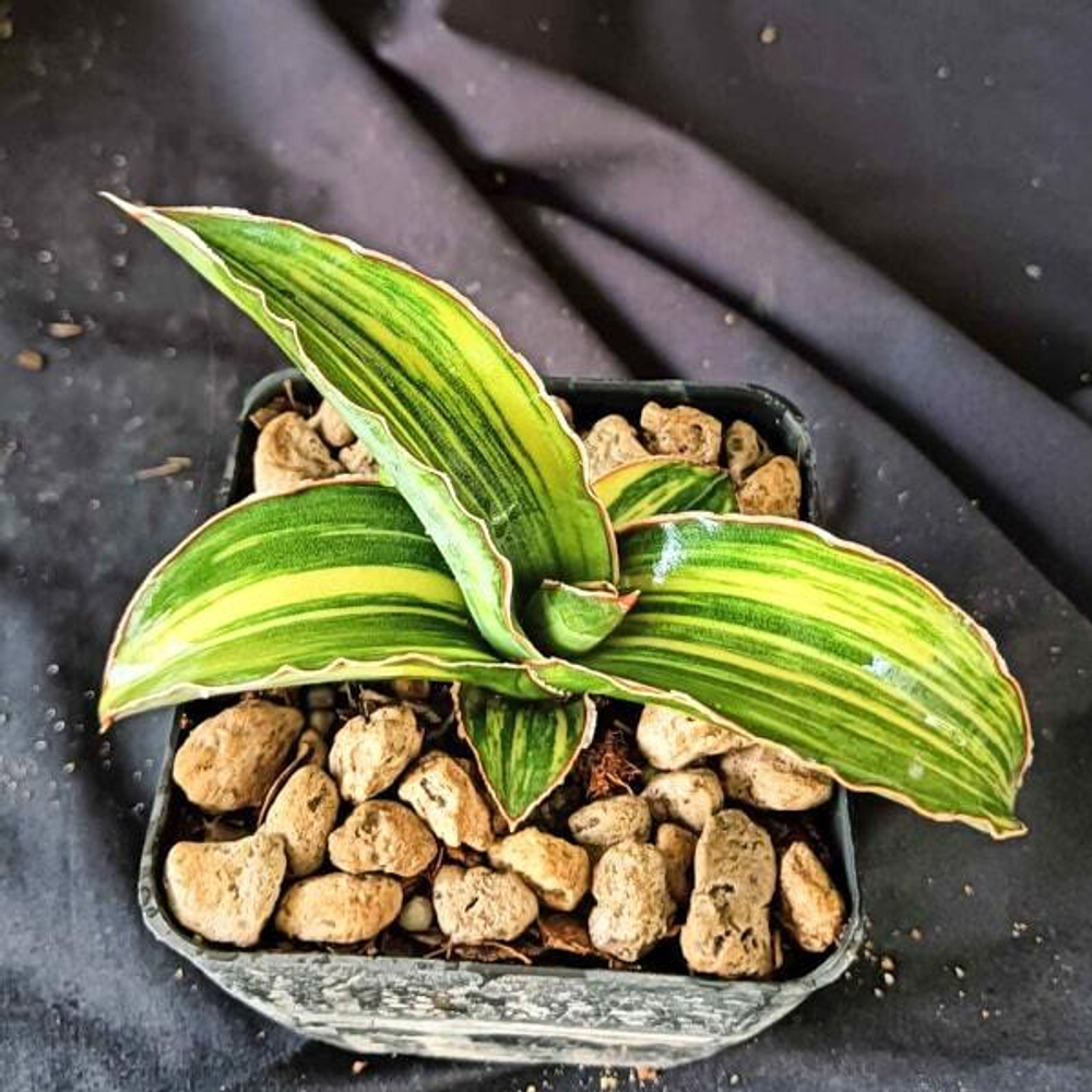 Сансевиерия SAMURAI BLUE VAR