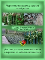 Плющ Морозостойкий хедера