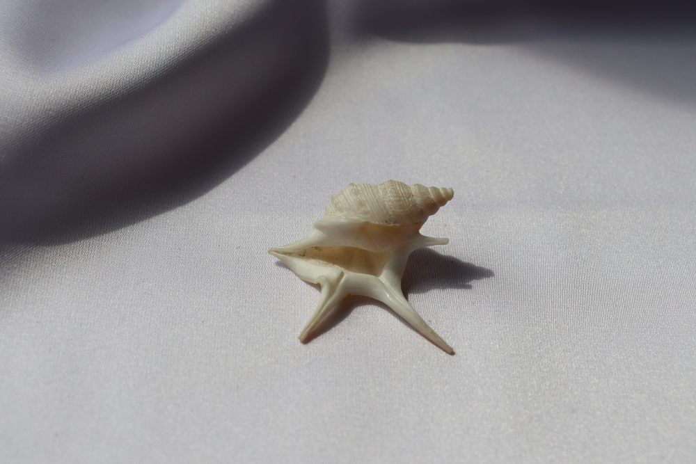 Морская ракушка Куриная нога (Aporrhais pesgallinae) 3,2 см.