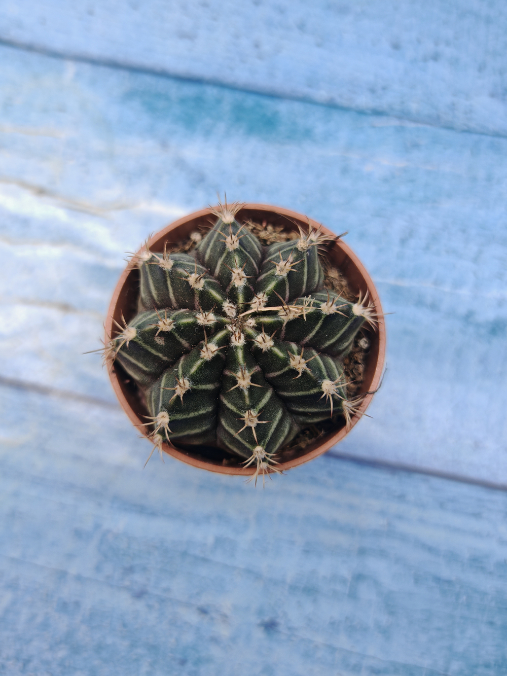Gymnocalycium Friedrichii (Гимнокалициум)
