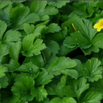 Вальдштения тройчатая. Waldsteinia ternata.