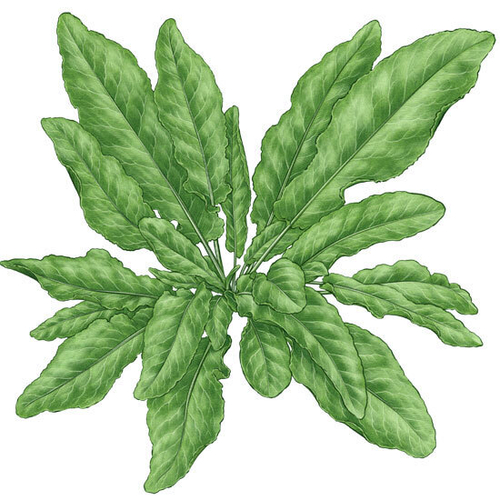 Французский Салатный Щавель - French Salad Sorrel