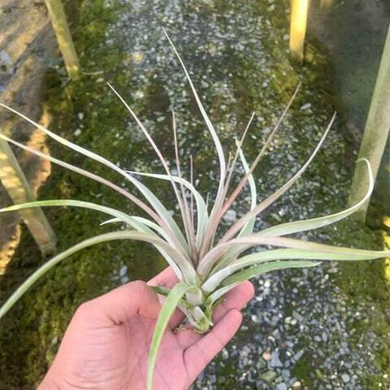 Тилландсия Jackie Loinaz (concolor x capitata Rubra)