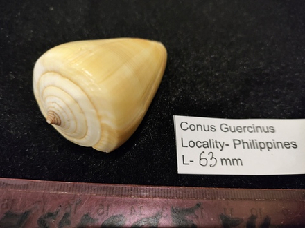 Конус Герцинус