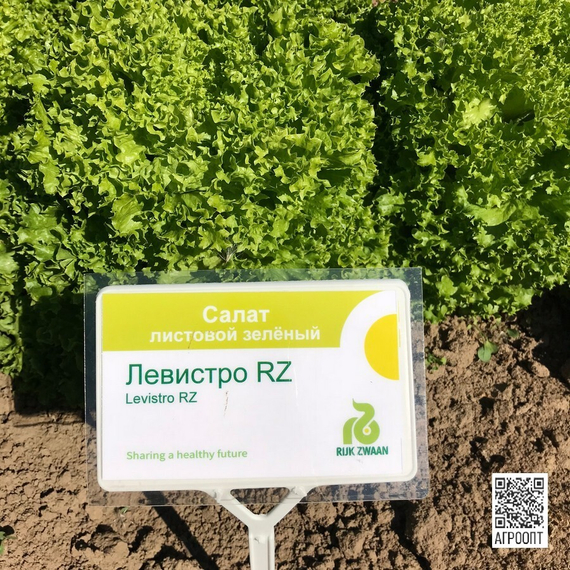 Левистро семена салата лолло блонда (Rijk Zwaan / Райк Цваан) в поле – фото 14