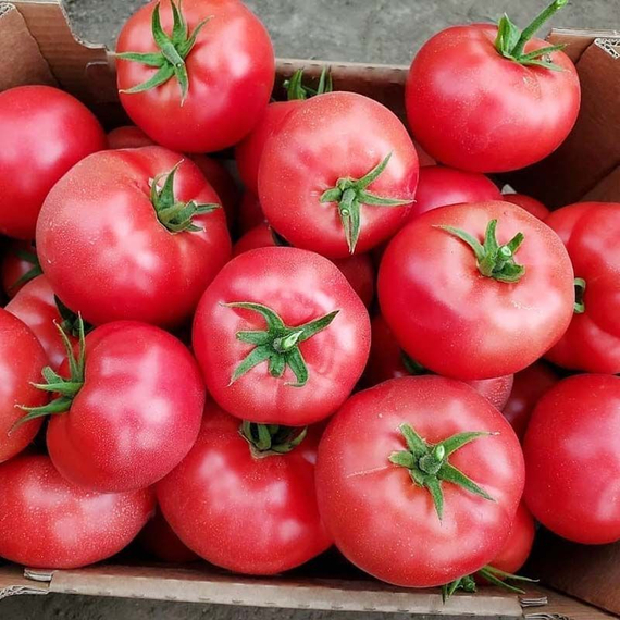 Мей Шуай F1 семена томата индетерминантного (Seminis / ALEXAGRO) культура – фото 5