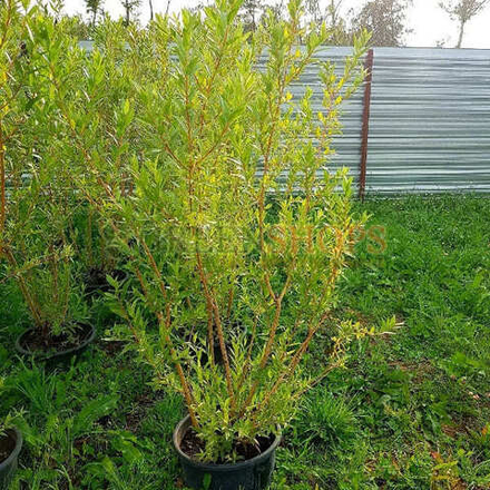 Ива Флейм C15 140-160