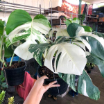 Монстера ALBO BORSIGIANA