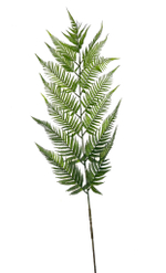 Папоротник многорядник ветка 160 см