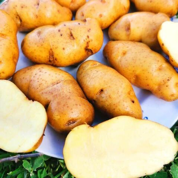 Картофель Желтомясый Дикий Озетт - Wild Ozette Potatoes  - (15 клубней)