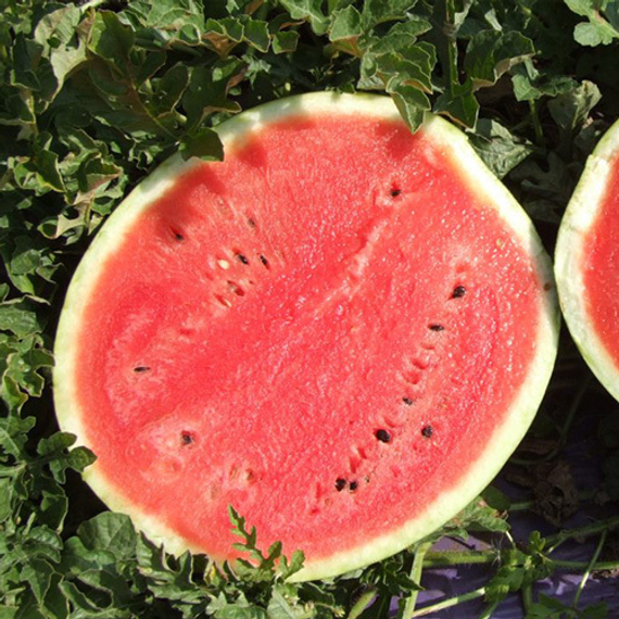 ЮЛИЯ F1 семена арбуза (Nunhems | Alexagro) – фото 2