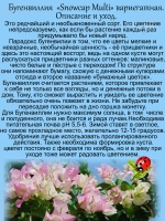 Бугенвилия Разноцветная снежная шапка денежный цветок