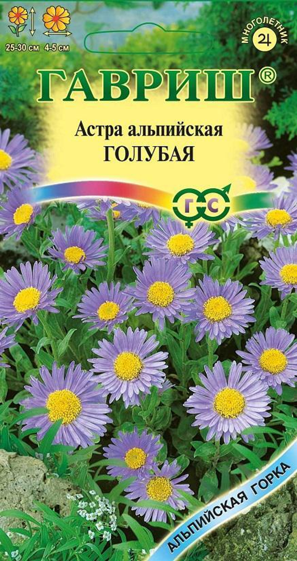 Астра альпийская голубая