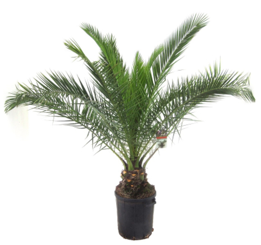 Финик Orangery phoenix canariensis 26/180