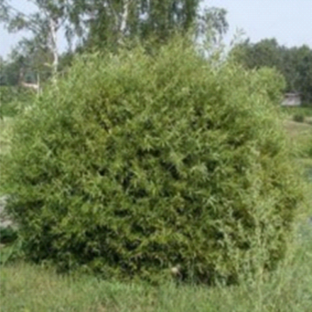 Ива Флейм C7,5 140-160
